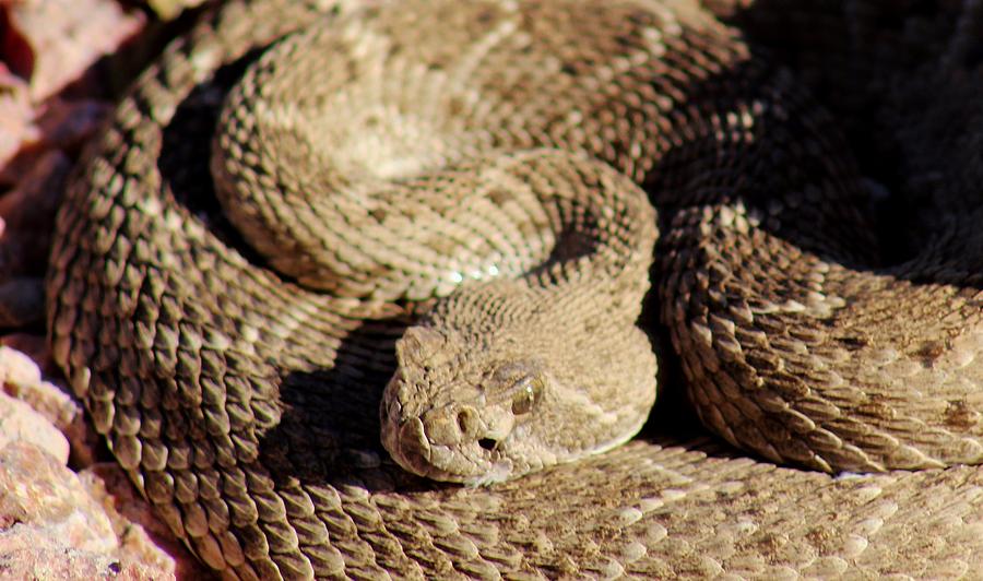 Diamondback Rattlesnake Close-up 062414a Photograph By Edward Dobosh 