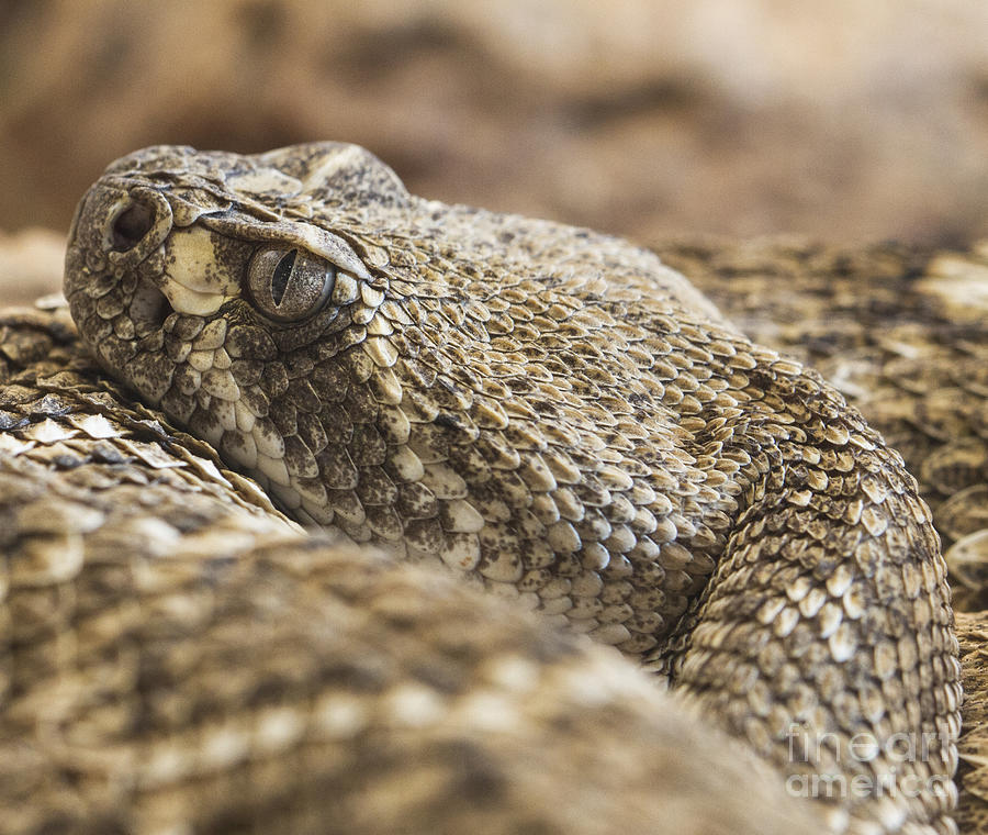 Diamondback Rattlesnake Photograph by Ruth Jolly