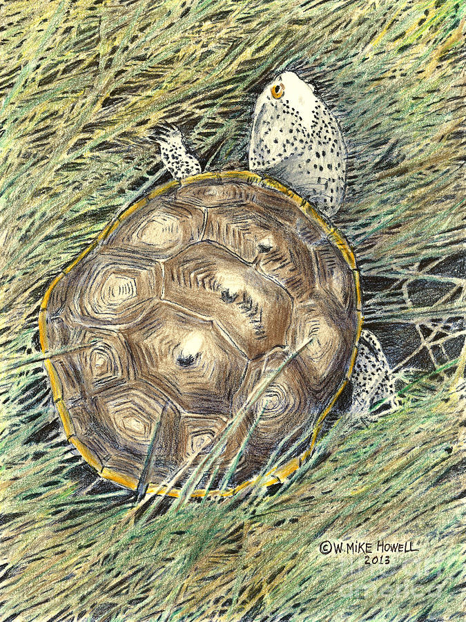 Turtle Drawing - Diamondback Terrapin by Mike Howell