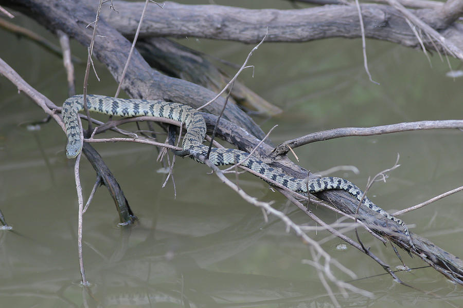 Diamondback Water Snake Photograph by Ronnie Maum