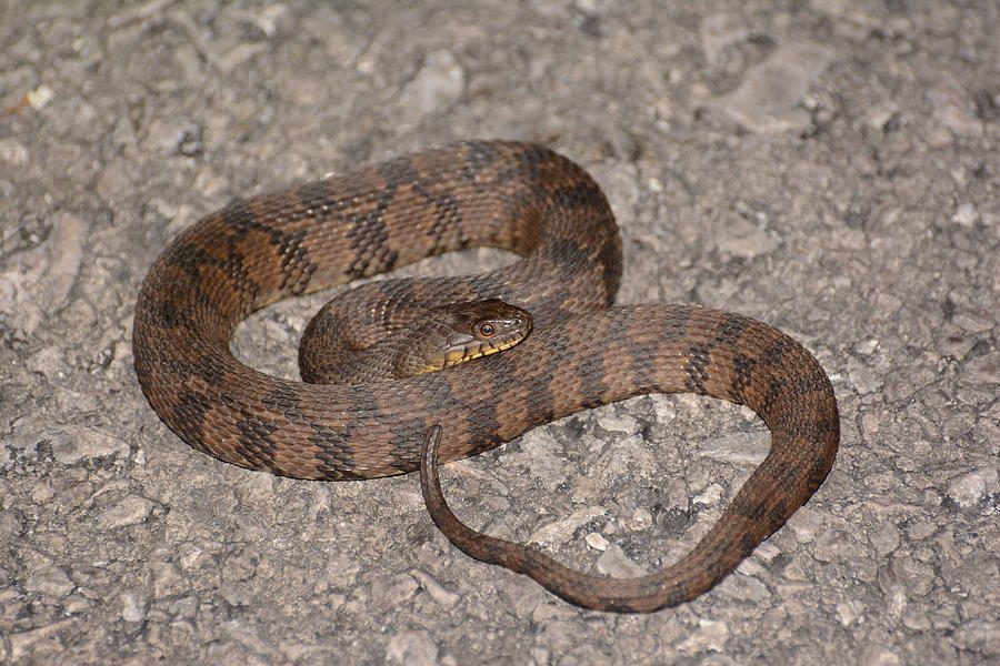 Diamondback Watersnake Photograph by Royal Tyler - Pixels