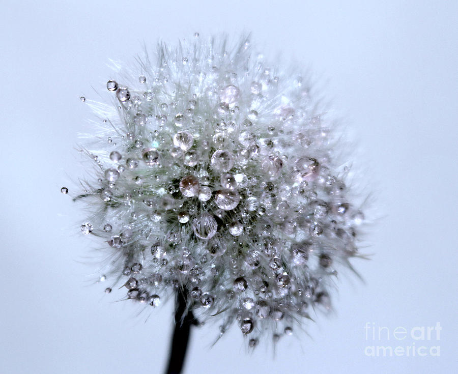Flower Photograph - Diamonds Of Nature by Krissy Katsimbras