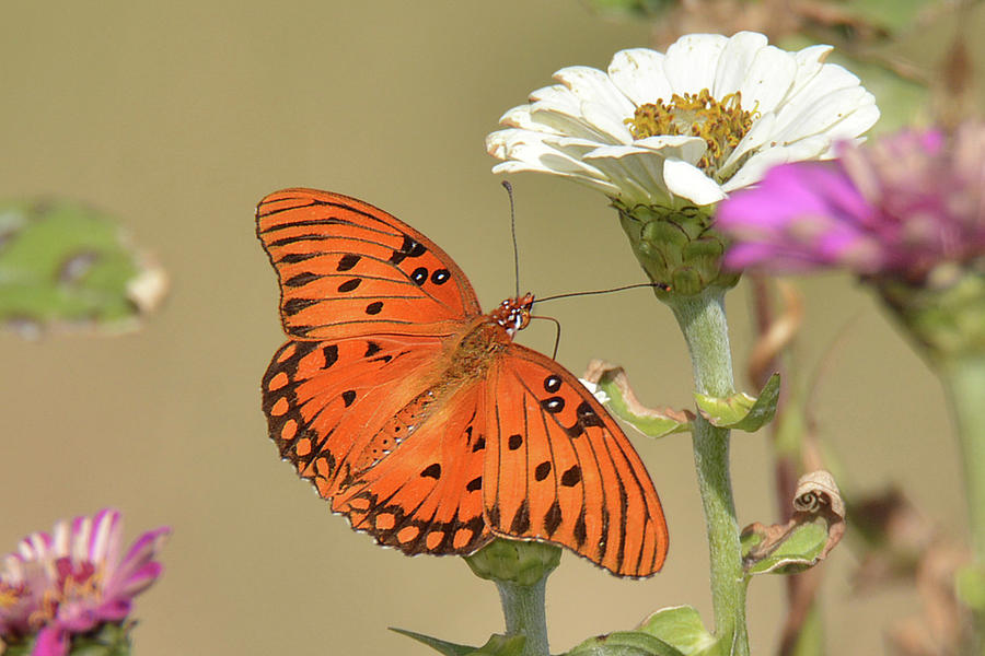 Diana Butterfly Photograph by Alan Lenk