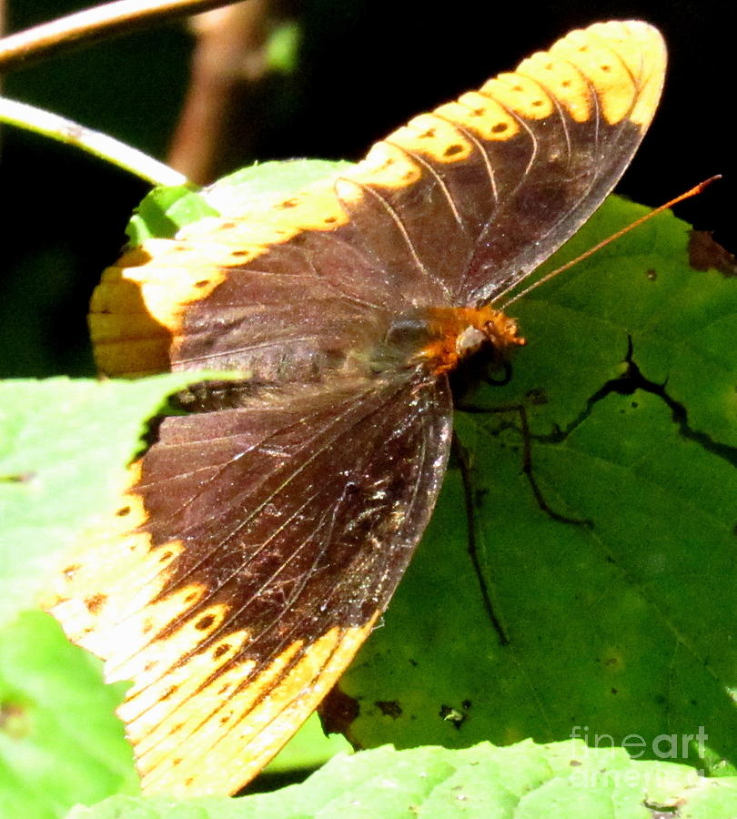 Diana Fritillary Butterfly Photograph by Joshua Bales