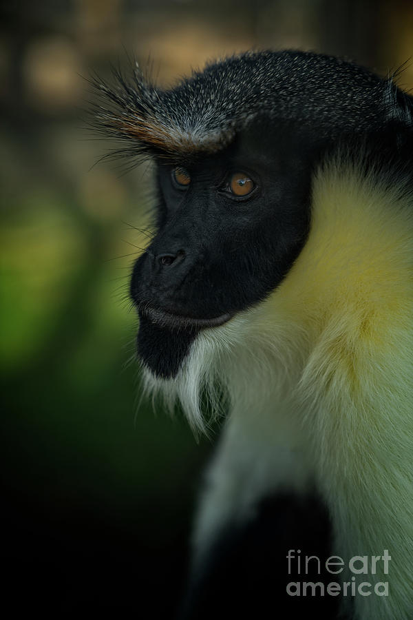 Animal Photograph - Diana Monkeys Gaze by MSVRVisual Rawshutterbug