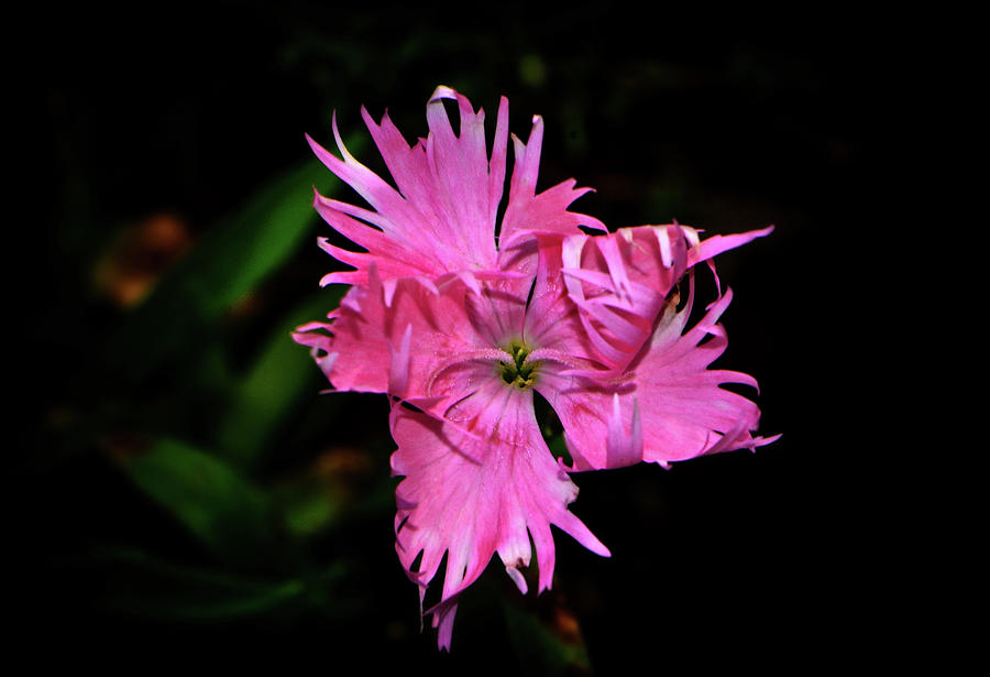 Dianthus 001 Photograph by George Bostian