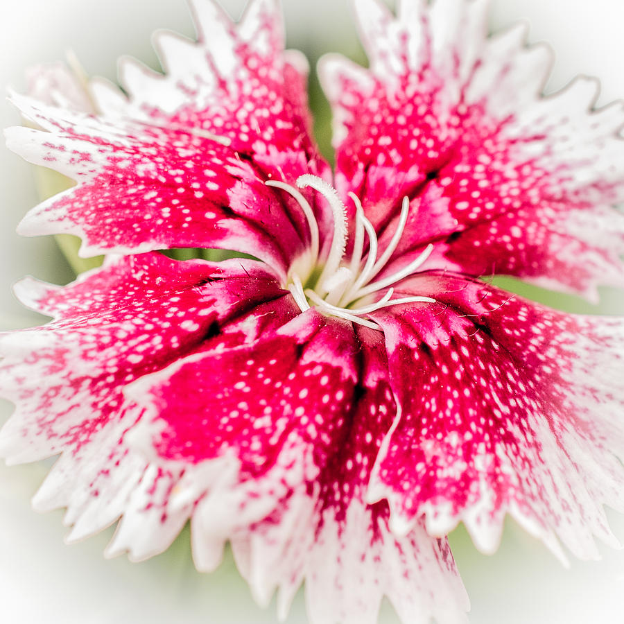 Dianthus Beauty Photograph by Yeates Photography