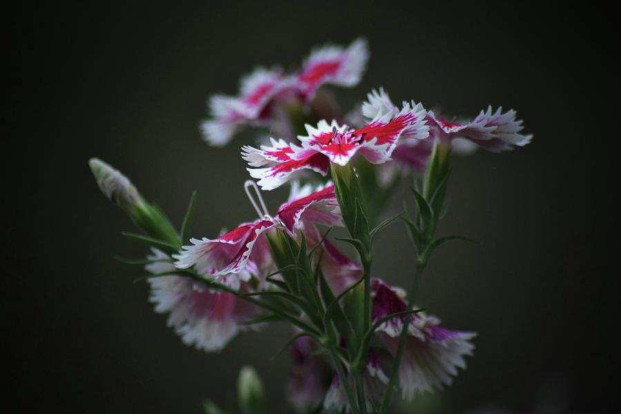 Dianthus Darkness Photograph by Shelley Smith
