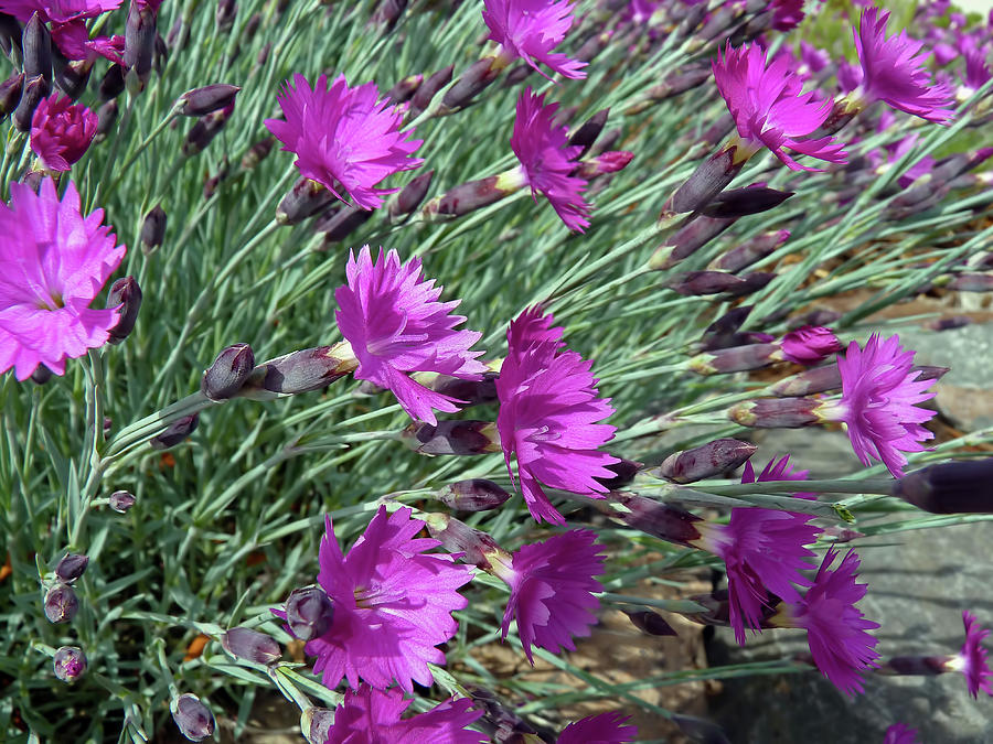 Dianthus Firewitch Photograph by Donna Kennedy