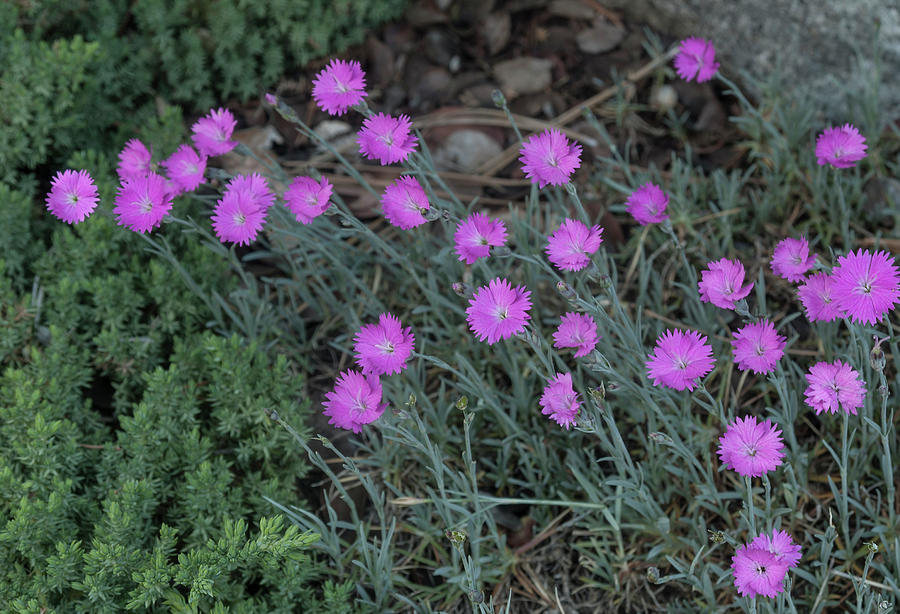 Dianthus Firewitch Photograph by Rick Mosher