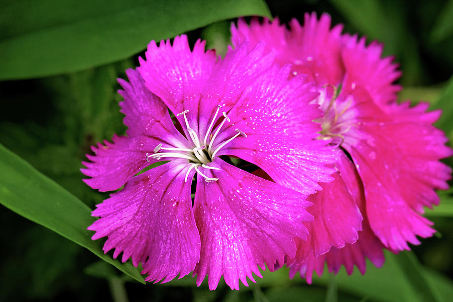 Dianthus First Love Flower Print Photograph by Gwen Gibson