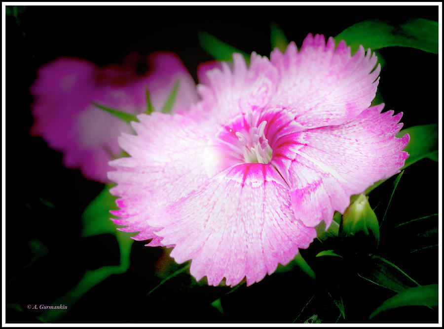 Dianthus Flower Photograph by A Macarthur Gurmankin