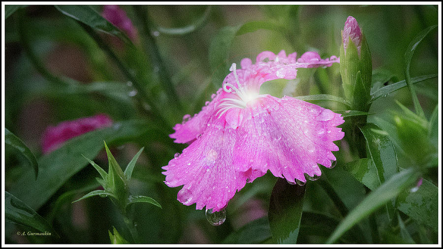Dianthus Flower and Bud After A Rain Photograph by A Macarthur Gurmankin