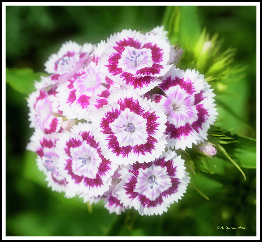 Dianthus Flower Cluster Photograph by A Macarthur Gurmankin