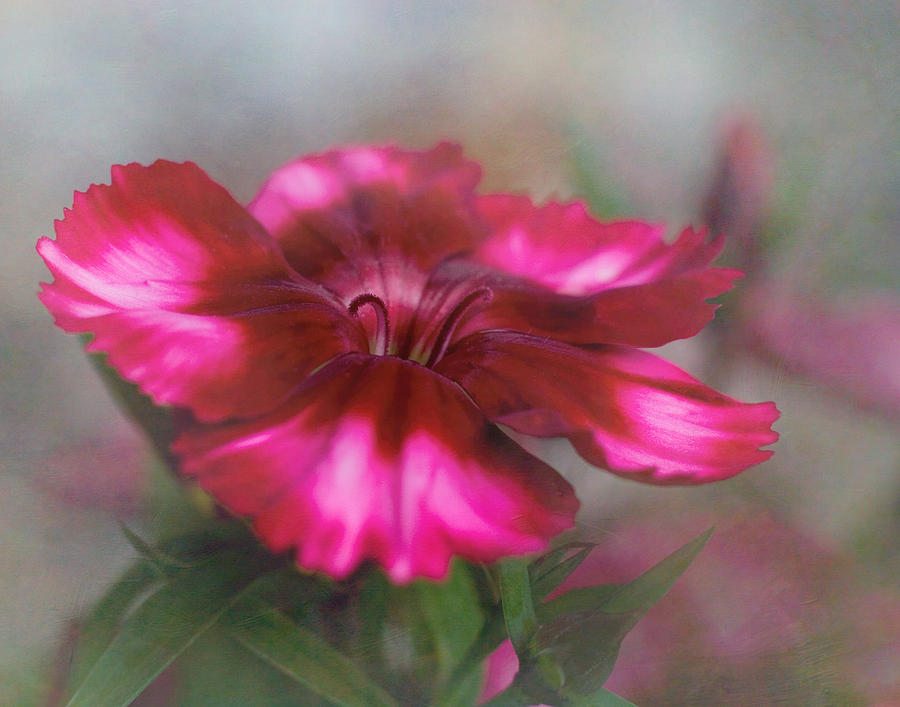 Dianthus Flower I Photograph by David and Carol Kelly