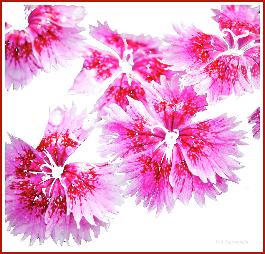 Dianthus Flowers Digital Art by A Macarthur Gurmankin