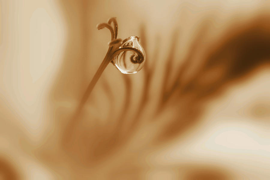 Dianthus In Sepia Photograph by Kym Clarke