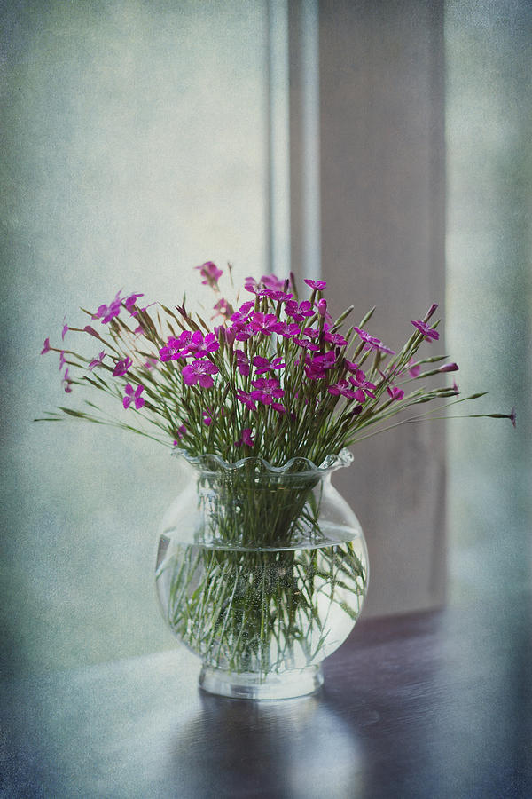 Still Life Photograph - Dianthus by Maggie Terlecki