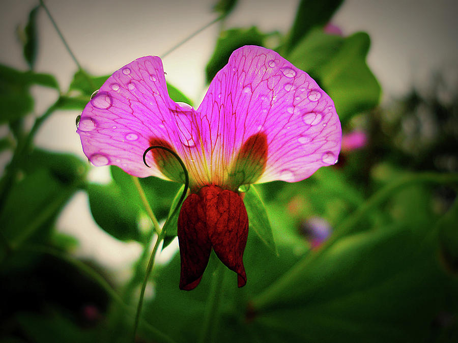 Diaphanous Sweet Pea Photograph by Paul Causie - Fine Art America