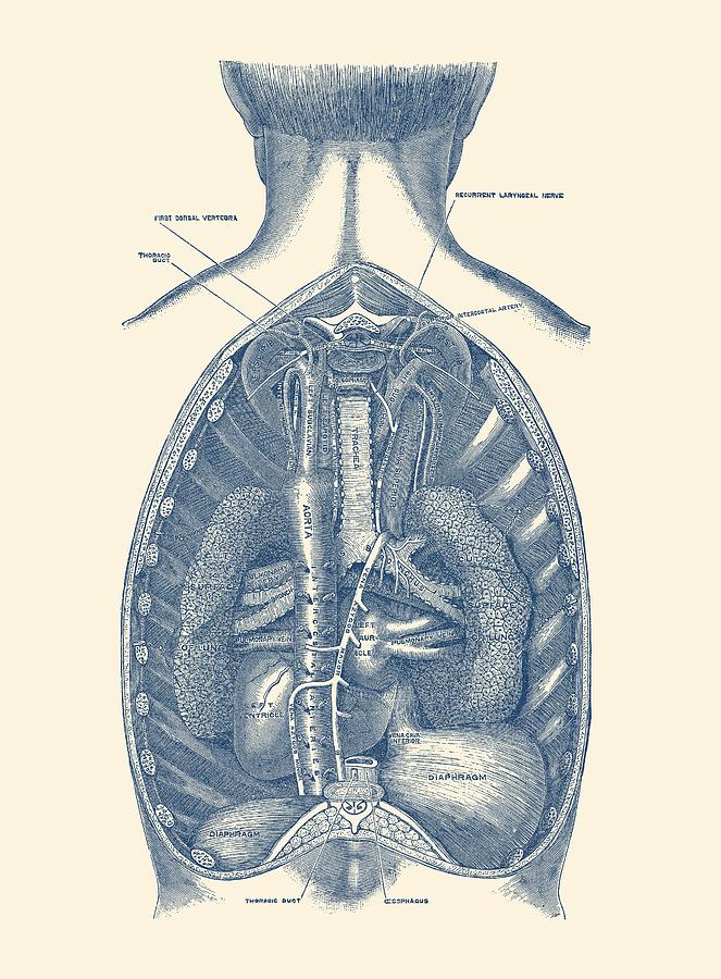 Diaphragm Human Anatomy Rear View Drawing by Vintage Anatomy Prints