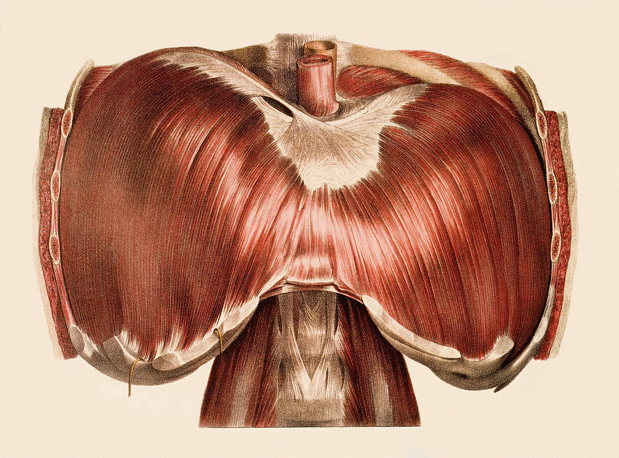 Диафрагма человека рисунок