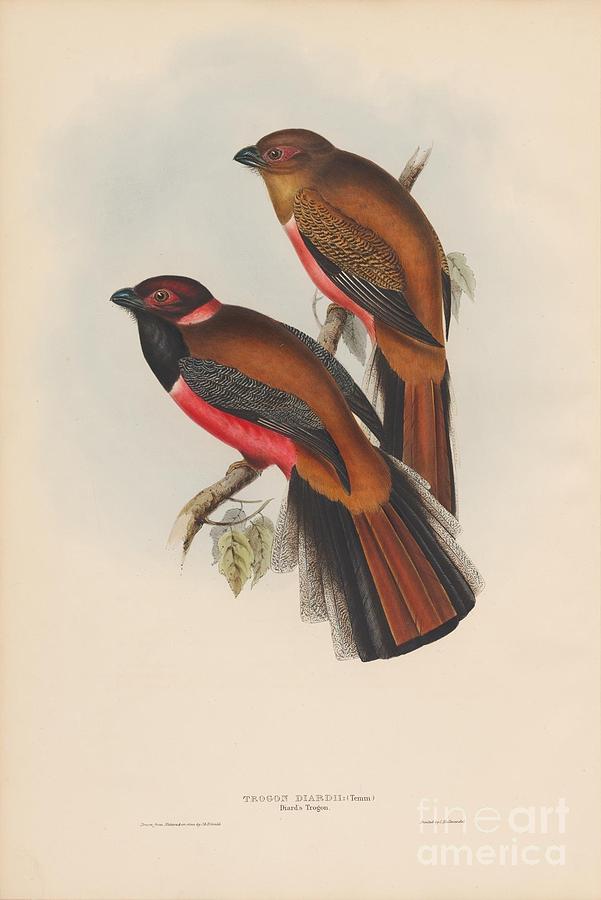 Diards Trogon Painting by Celestial Images