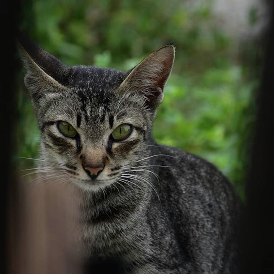 Cat Photograph - Dicelah Pagar....mengintip Kamu by Mangge Totok