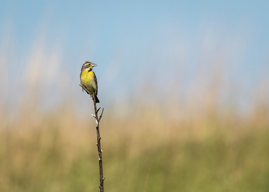 Dickcissel 2017-1 Photograph by Thomas Young