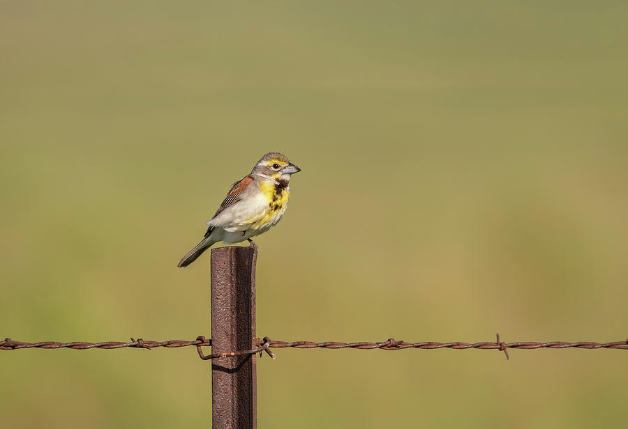 Dickcissel 2017-4 Photograph by Thomas Young