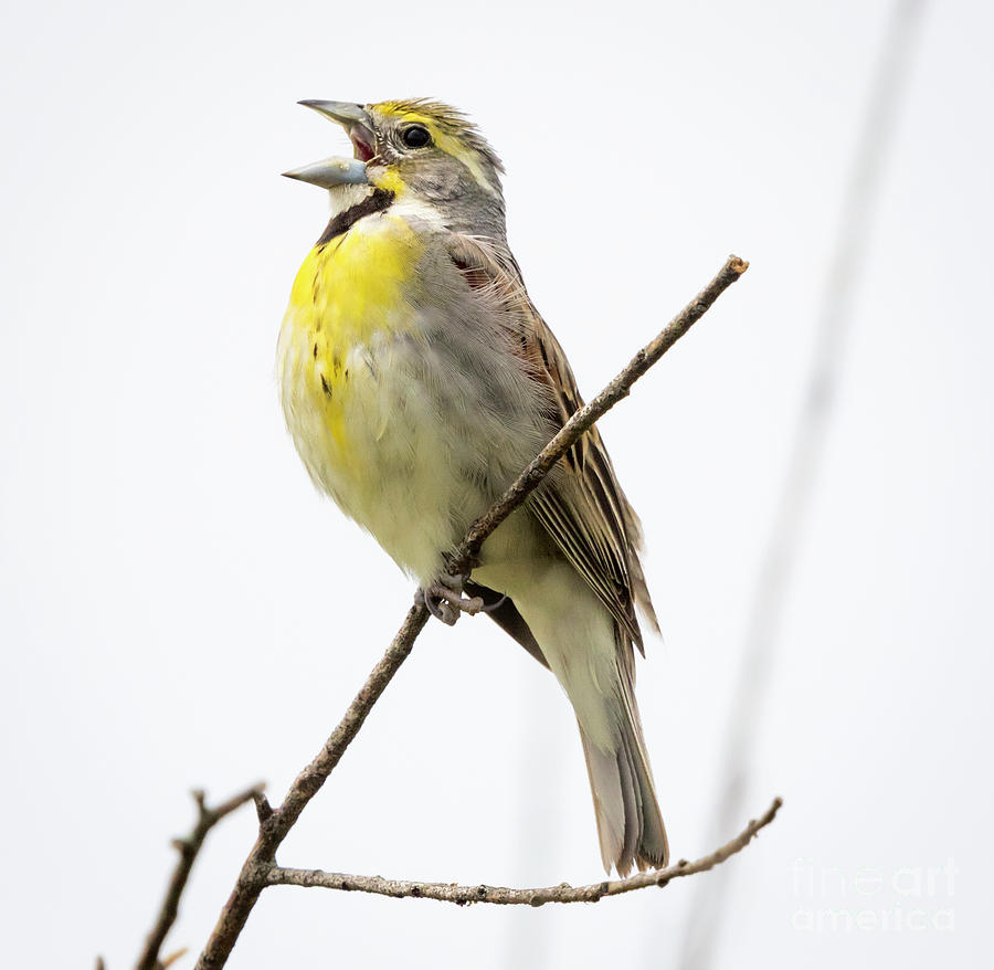 Bird Photograph - Dickcissel  by Ricky L Jones