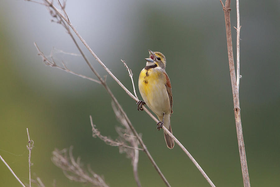 Dickcissel Photograph by Ronnie Maum