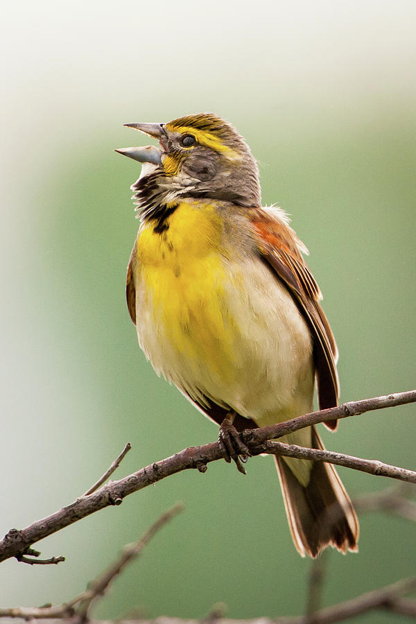 Dickcissel Singing Photograph by Jeff Phillippi