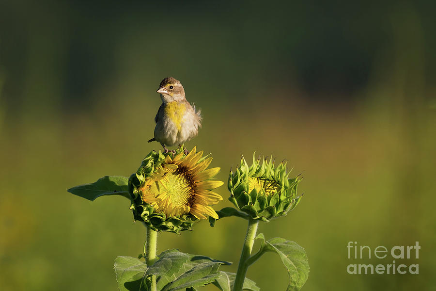 Dickcissel Sunflower Photograph by Andrea Silies