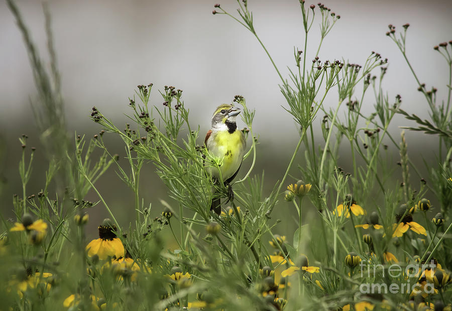 Dickcissel With Mexican Hat Photograph by Robert Frederick