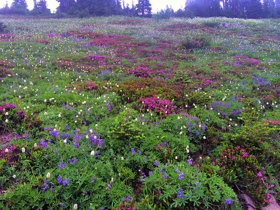 Dickerman Floral Meadow Photograph by Brian OKelly