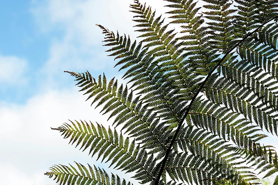  Dicksonia Frond Photograph by Tim Gainey