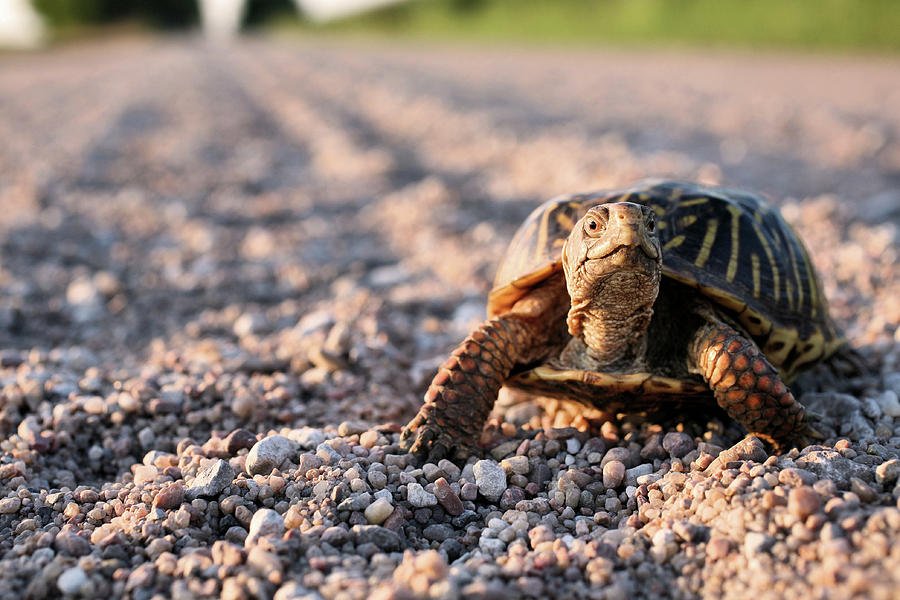 Did I Win The Race Photograph by Kyle Findley - Fine Art America