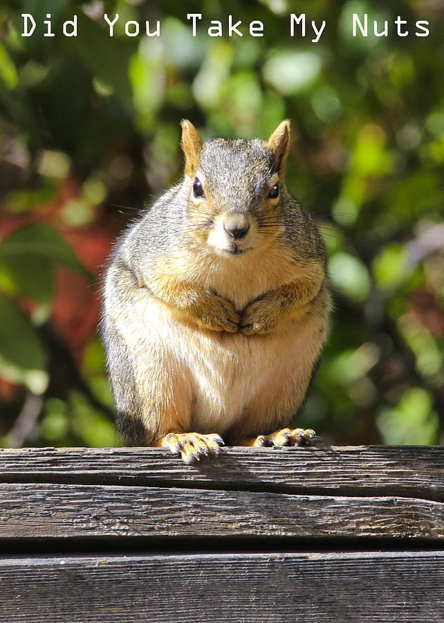 Did You Take My Nuts Photograph by James Steele