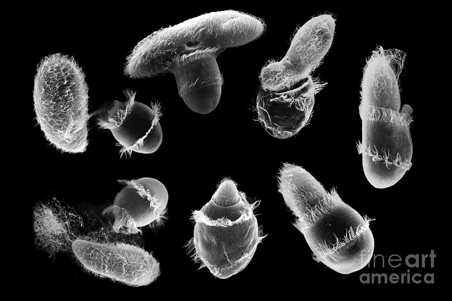 Didinium Attacking Paramecium composite SEM Photograph by Greg Antipa