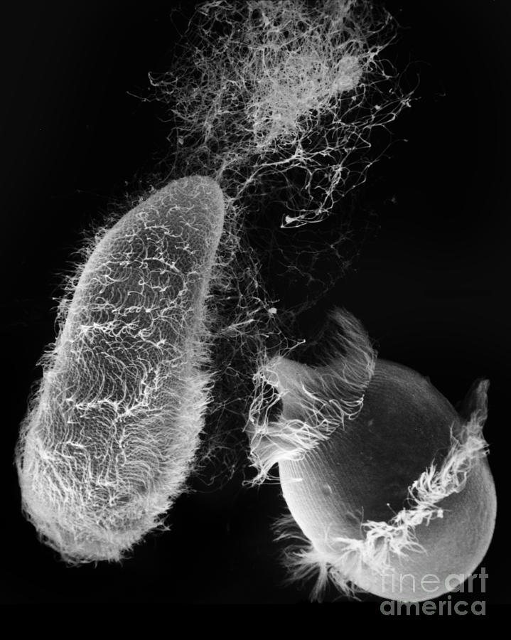 Didinium Attacking Paramecium, Sem Photograph by Greg Antipa