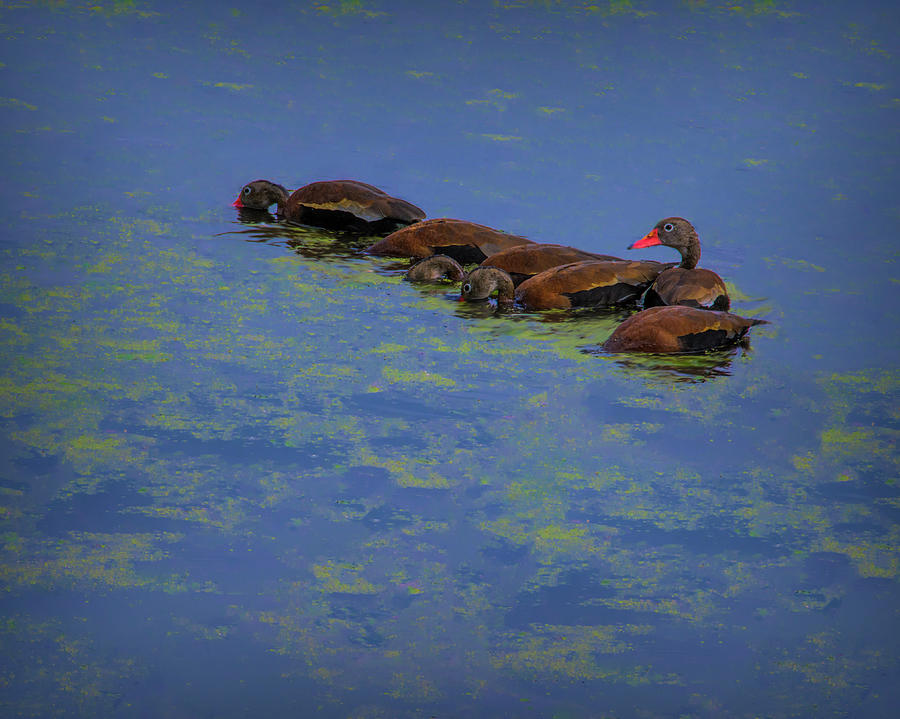 Didnt Get the Memo - Black- Bellied Whistling Ducks Photograph by Mitch Spence