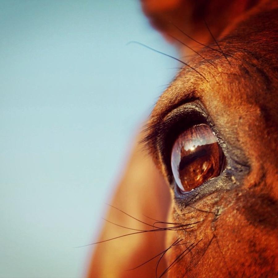 Die Augen Eines Pferdes Können Nicht Photograph by Lily Mayer