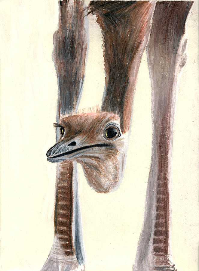Ostrich Drawing - Die volstruis van nuuskierigheid by Michael McKenzie