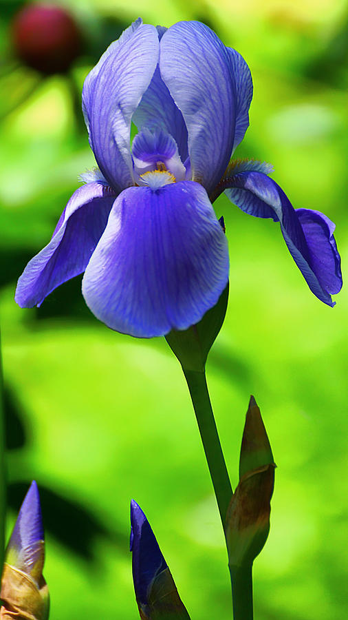 Dierker Road Iris by Beth Akerman Dierker Road Iris by Beth Akerman