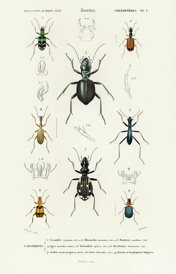 Different illustrated types of beetles Painting by Vincent Monozlay