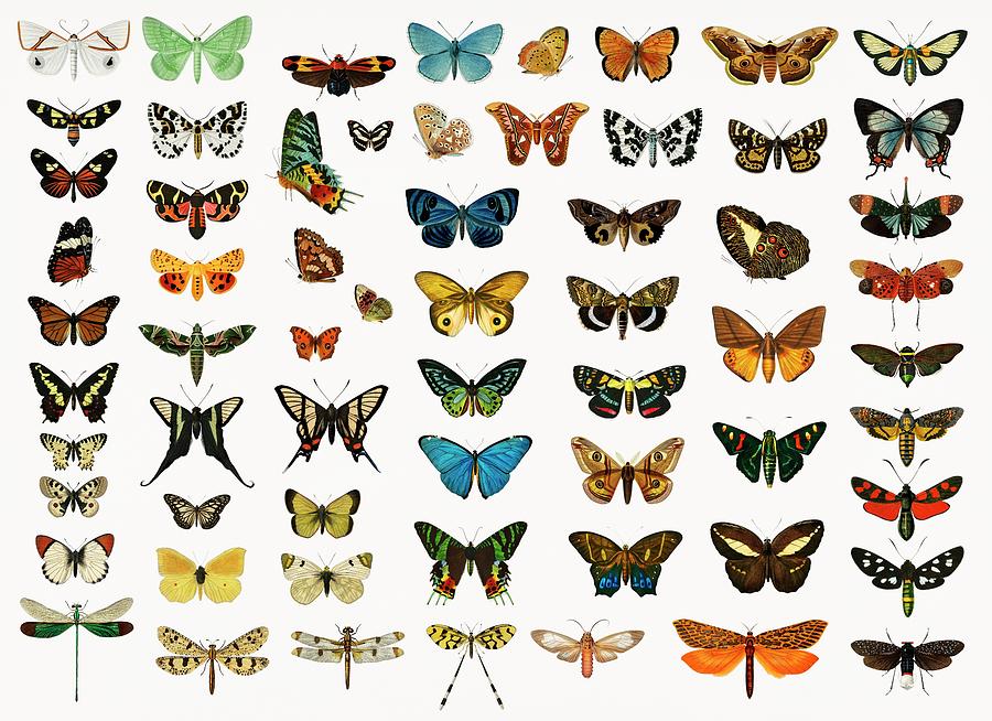 Different illustrated types of butterflies and moths Painting by Vincent Monozlay