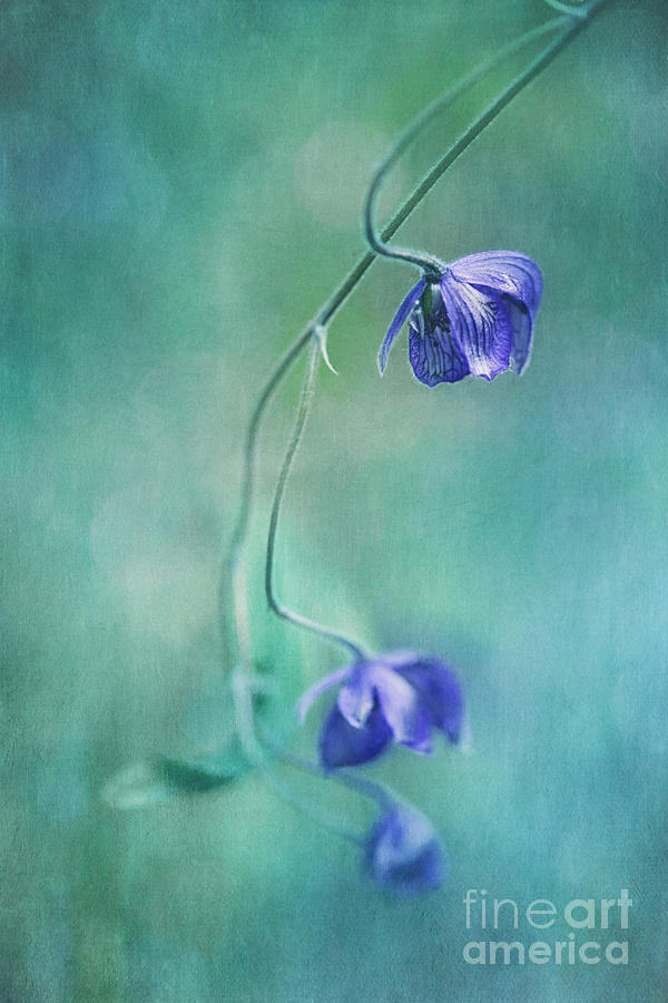 Flower Photograph - Different Perspective by Priska Wettstein