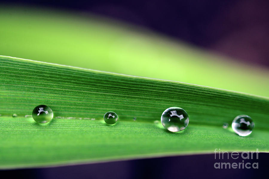 Rain Drops Photograph - Different Stages by Terry Elniski