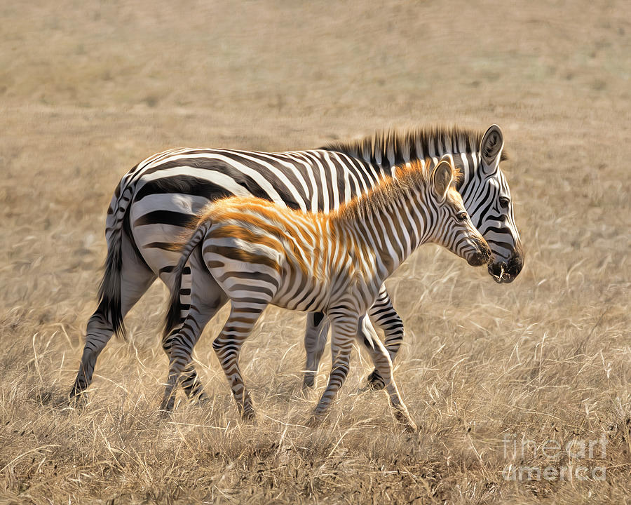 Different Stripes Photograph by Alice Cahill