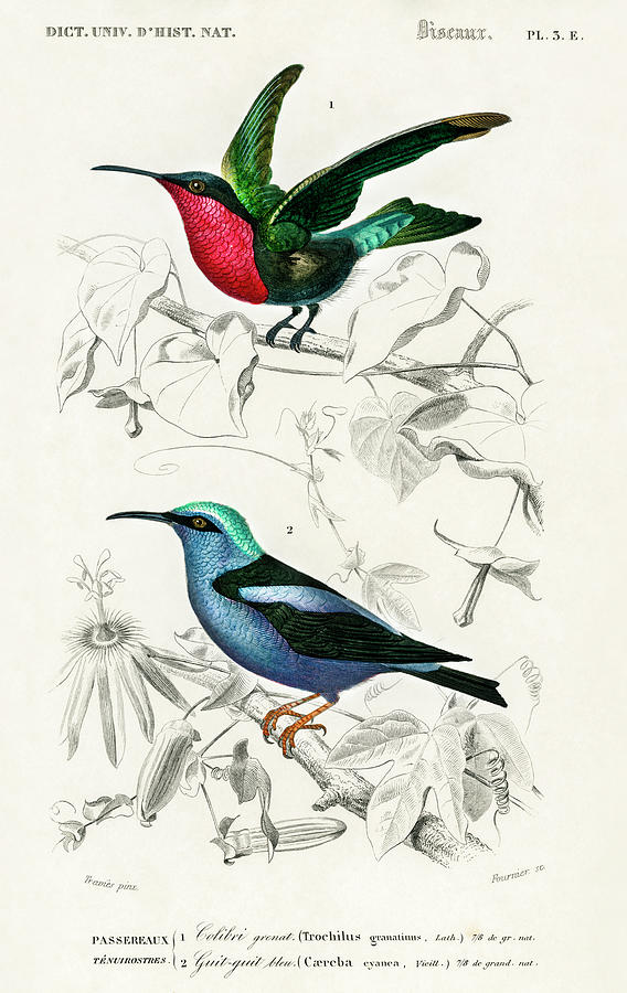 Different types of birds illustrated by Charles Dessalines Painting by Vincent Monozlay